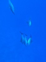 30  Spinner Dolphins IMG 2531